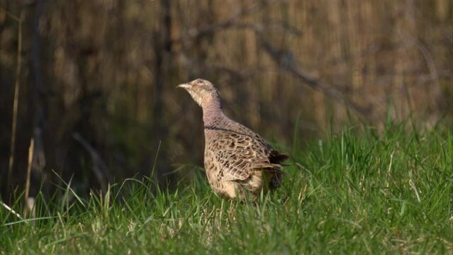 A female Common Pheasant walking in a meadow