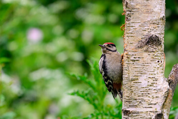 Juvenile male Great spotted woodpecker, Dendrocopos major, climbing up a tree