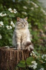 Naklejka na ściany i meble Photo of a gray fluffy cat in a spring garden.