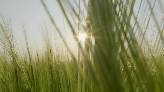 Close up detailed view of six-row barley cereal grain crop swaying at sunset