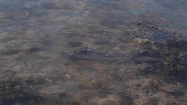Newly hatched baby loggerhead sea turtle drifting in the currents of Indo-Pacific ocean