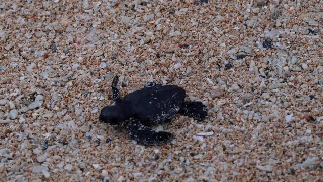 Juvenile newborn loggerhead sea turtle recently hatched and walking along sand to the ocean, close up of baby sea turtle endangered species