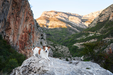 dog on a stone at mountains. Hiking with a Pet. Jack Russell Terrier in nature, at its peak - obrazy, fototapety, plakaty