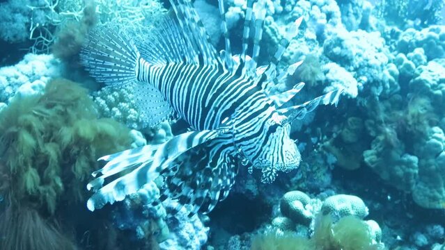 Zebra turkeyfish or zebra lionfish at the bottom of the Red sea , Egypt, travel concept