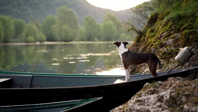 dog in a boat at sunrise. Beautiful pet on a morning walk. Adventure, active lifestyle, health