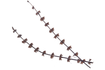 close up of dried basil flower isolated transparent background png