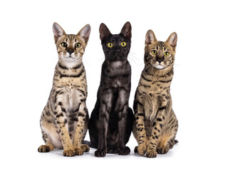 Trio of Savannah cats, sitting up facing front beside each other. All looking towards camera....