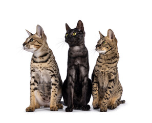 Trio of Savannah cats, sitting up facing front beside each other. All looking side ways and away from camera. isolated on a white background.