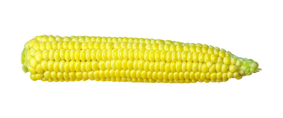 head of sweet corn isolated from background