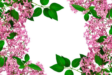 lilac branches with beautiful flowers isolated from the background