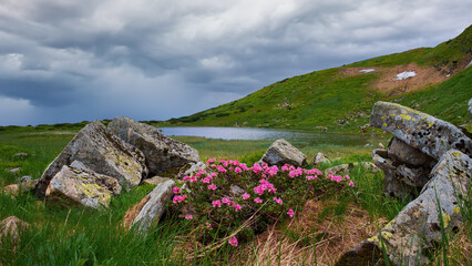 Fototapeta premium Blooming pink Rhododendron myrtifolium (syn. Rhododendron kotschyi) near large stones against a mountain landscape. Beautiful wild flowers in the Ukrainian Carpathians