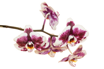 White and purple orchid flowers on the branch