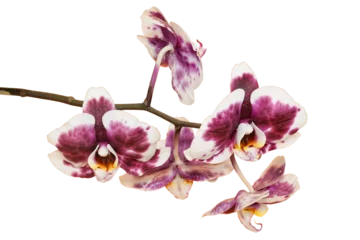 Fototapeten White and purple orchid flowers on the branch © 50photography