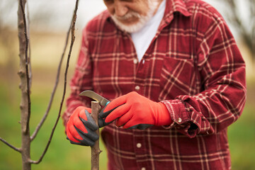 Front view of gardener in plaid shirt working in orchard. Peasant with grey beard taking care of plants, cutting trunk, grafting branches. Concept of agriculture and handwork.