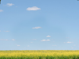 yellow canola field to the horizon with blue sky - 610276004