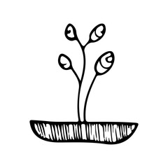 A plant in a pot, doodle houseplant, simple naive hand drawing, editable black contour, isolated on white background