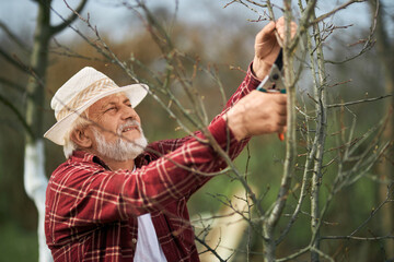 Gardener cutting branches with pruner, squint because of sunny weather. Male peasant wearing panama...