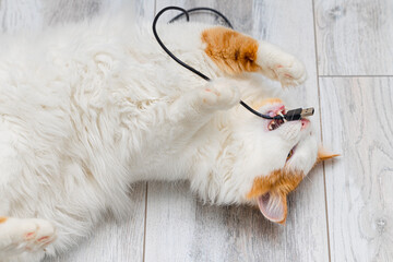 Domestic cat playing with smartphone charger at home.