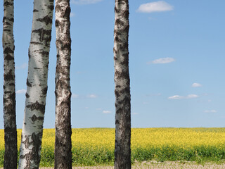 white-trunked birches against the background of a yellow rapeseed field to the horizon with a blue sky - 610279857