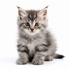 Obraz premium kitten close-up portrait. little kitten isolated on white background. AI generated content
