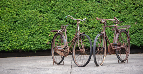 banner of Old decay bicycle on green vine climbing garden wall outdoor. Rust Classic bike old bicycle on green garden wall retro style. Vine plant green leaves partition background.