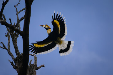 The great hornbill is native to the forests of India, Bhutan, Nepal, mainland Southeast Asia and Sumatra.