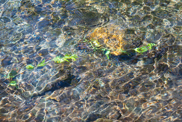 おだやかな水の流れる小川の波紋