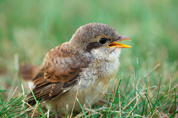 Profile view of little sparrow sitting in grass on summer day
