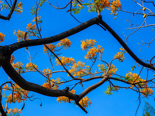 Fototapeta premium Orange flowers shot from a low angle bright blue sky background