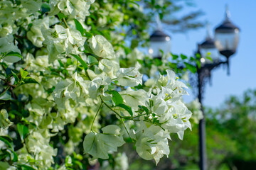 Bushes of white flowers against a blurred background of greenery and morning light. © Khanakorn