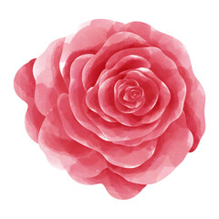 pink rose isolated on transparent background.