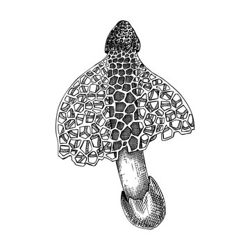 Bamboo mushroom sketch. Hand drawn veiled lady - weird fungus illustration. Exotic forest plant. Edible mushroom drawing isolated on white background.