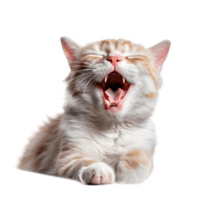 Cute kitten yawning, no background/transparent background