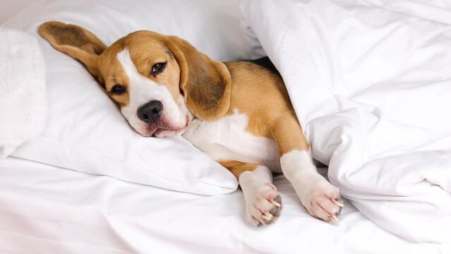 The beagle dog is lying in bed on a pillow