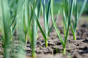 Young garlic grow on a garden bed of infield on a sunny day. Selective focus