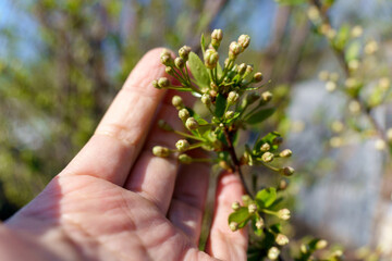 First blossoming leaves in spring, the beginning of spring. Selective focus
