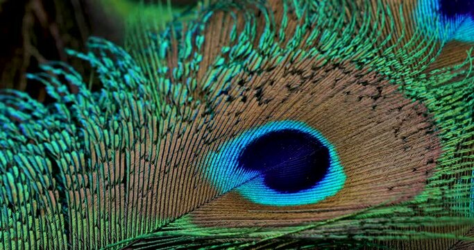 peacock feather closeup.