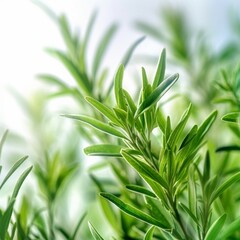 Tarragon leaves arranged artistically on a light-colored backdrop