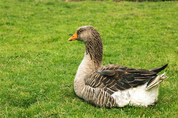 Brown goose resting on green field.High quality photo