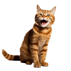 Fototapeta na wymiar Happy cat smiling, no background/transparent background