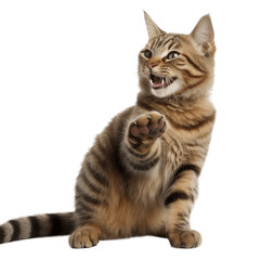 Fototapeta na wymiar Happy cat smiling and pointing forward, no background/transparent background