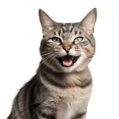 Foto op Plexiglas anti-reflex Happy cat smiling, no background/transparent background © Kristiyan