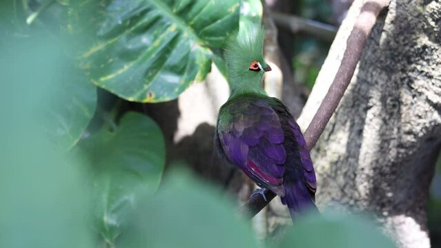 Exotic bird on a tree branch