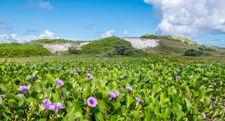 Crédence de cuisine en verre imprimé Anse Source D'Agent, île de La Digue, Seychelles Meadow landscape with purple flowers on tropical Island of Seychelles.