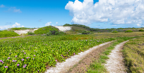 Country road along beautiful purple flower field on Assumption Island, Seychelles.