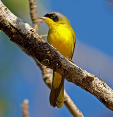 Obraz premium A close-up on this beautiful Masked Yellowthroat (Geothlypis aequinoctialis), resting upon a small tree branch in the woods, on a morning by the end of autumn
