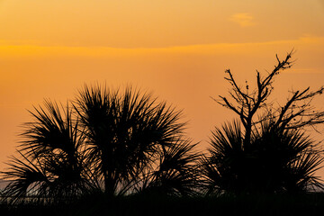 Silhouette of Palm Trees on Florida Coast