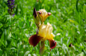Beautiful yellow and red iris flower blooming in the garden