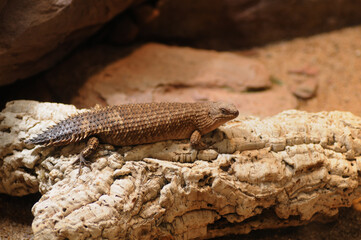 lizard on the stone