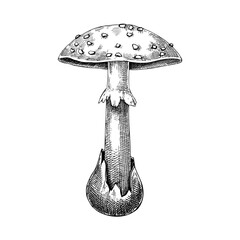 Dead cap mushroom sketch. Hand-drawn deadly poisonous fungus illustration. Forest mushroom drawing isolated on white.